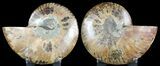 Sliced Fossil Ammonite Pair - Agatized #46520-1